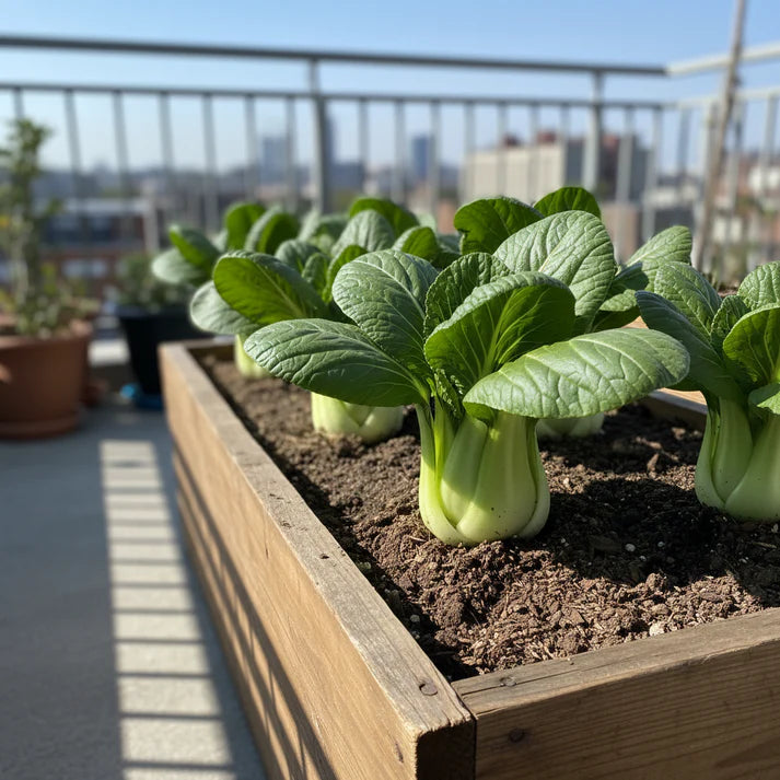 Pak Choi Extra Dwarf Seeds for Home Garden