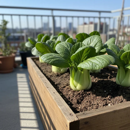 Pak Choi Extra Dwarf Seeds for Home Garden