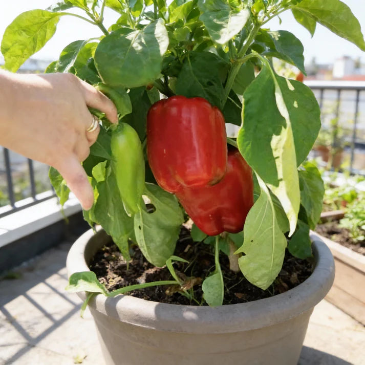 North Star Sweet Pepper Seeds for Home Gardening