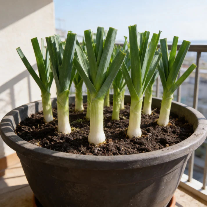 Leek Heirloom Mix Seeds for Home Garden