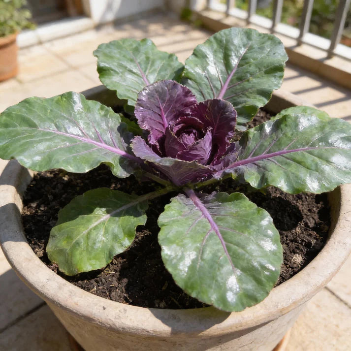 Kalibos Red Cabbage Seeds
