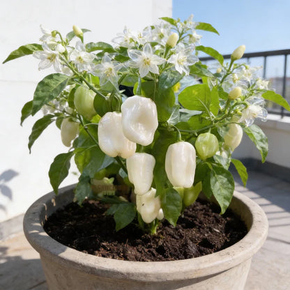 Chilli Habanero White Seeds for Home Garden