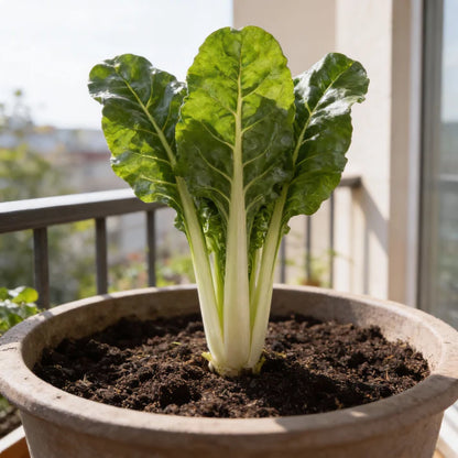 Silverbeet Silverton Seeds for Home Garden