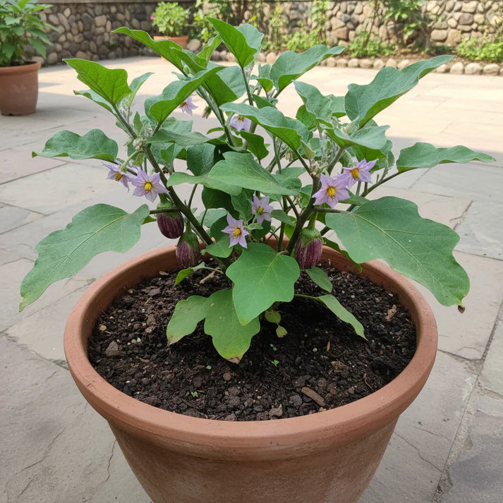 Eggplant Tsakoniki Seeds for Home Garden Planting