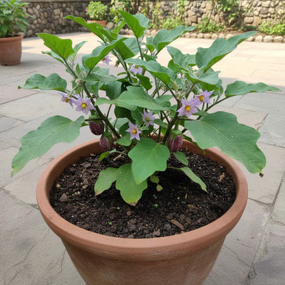Eggplant Tsakoniki Seeds for Home Garden Planting