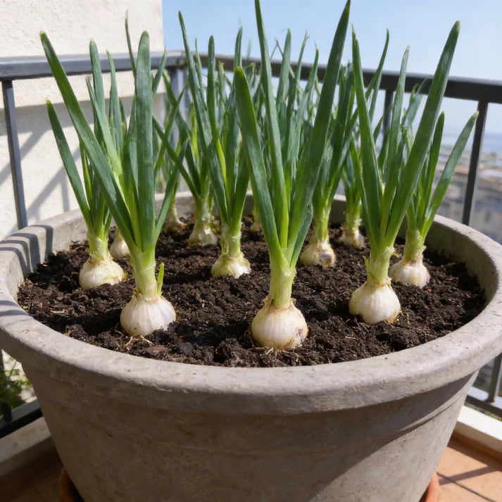 Leek Tadorna Seeds for Planting