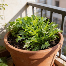 Cultivate Rocket Seeds for Home Garden