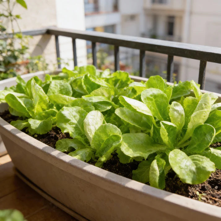 Mache Corn Salad Lettuce Seeds