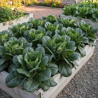 Ellen Felton Dark Lettuce Seeds for Home Garden
