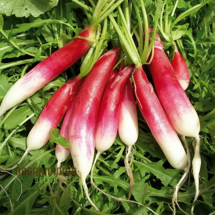 Radish Logo F1 Seeds for Home Garden Planting