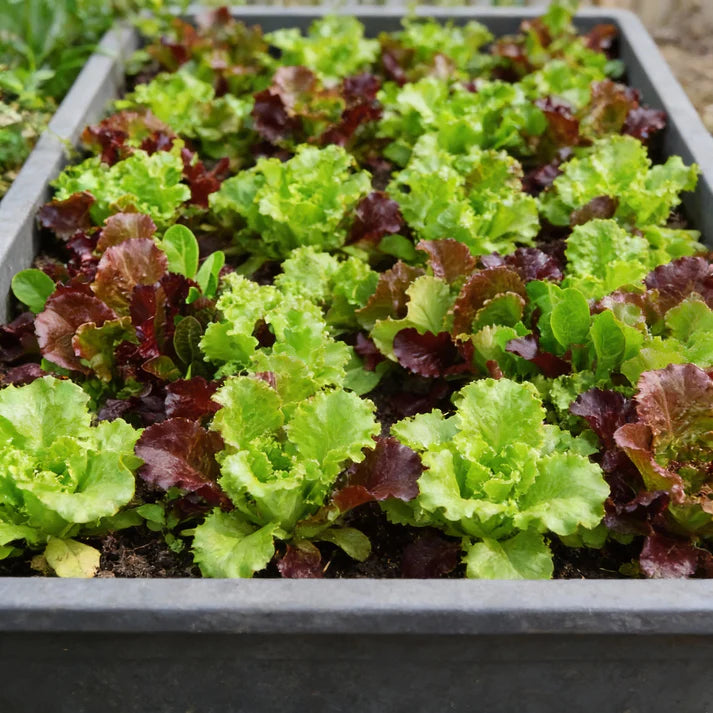 Lettuce Mixed Baby Leaf Seeds for Home Garden