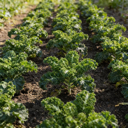 Kale Emerald Ice Seeds for Planting