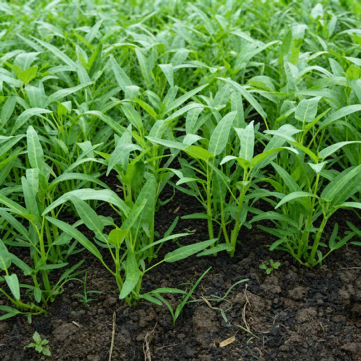 Kalmi Shak Seeds for Planting