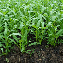 Kalmi Shak Seeds for Planting