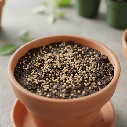 Green Amaranth Seeds for Planting