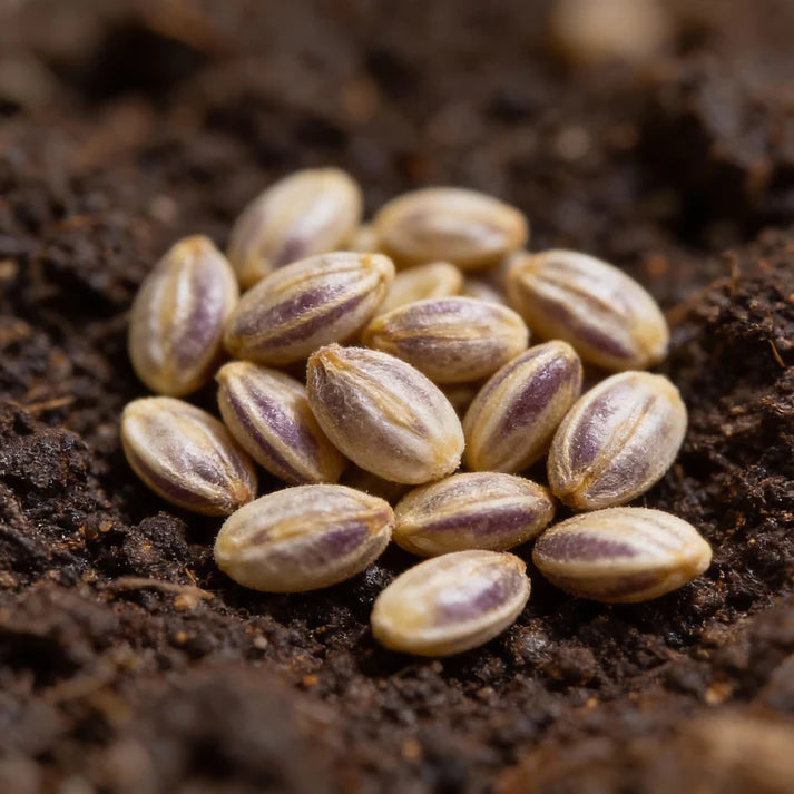 Brinjal F1 Crypton Kranti Vegetable Seeds – Eggplant for Planting