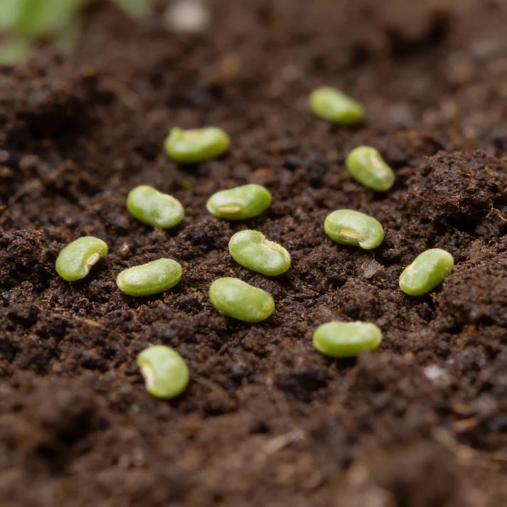 Organic India Seeds – Green Padron Pepper Seeds – Pepper Seeds for Home Garden