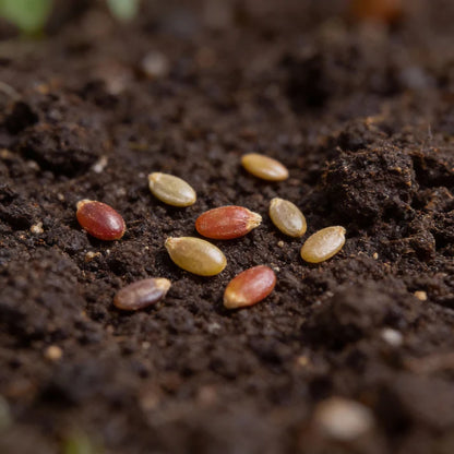 Organic India Seeds - Chyornyi Slon Russian Heirloom Tomato Seeds – Tomato Seeds for Home Garden