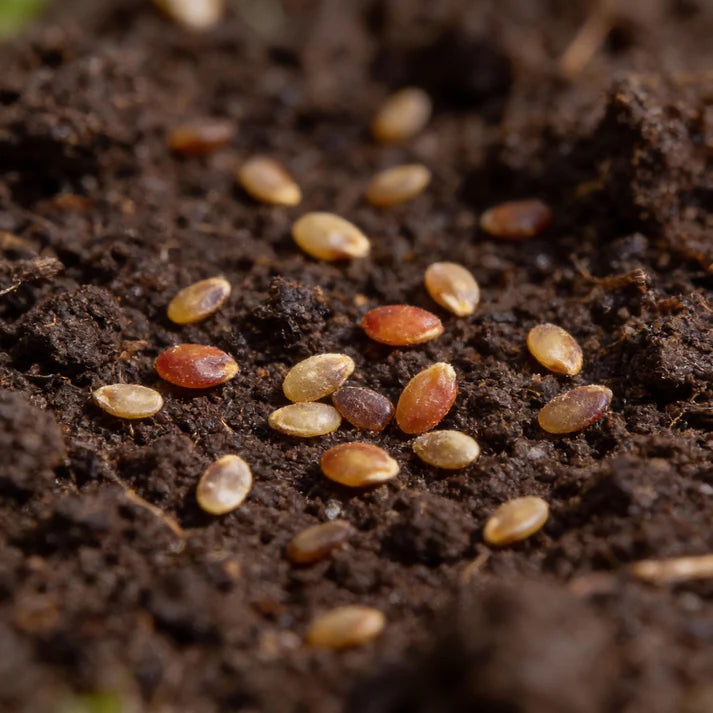 Heirloom Tomato Seeds – Heirloom Tomato Seeds for Home Garden