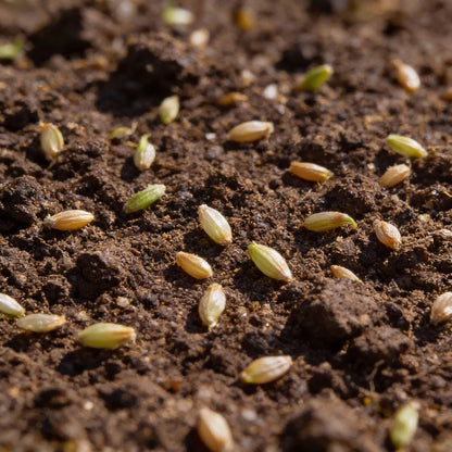 Leek Tadorna Seeds for Planting