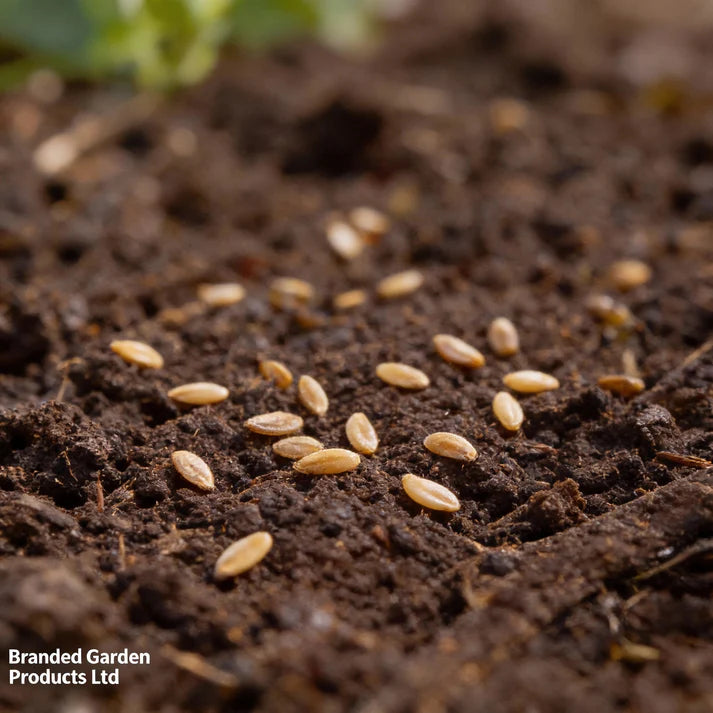 Tomato Black Moon Vegetable Seeds for Planting
