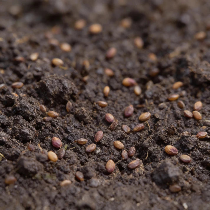 Beetroot Vegetable Seeds for Home Garden Planting