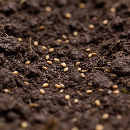 Greyhound Heirloom Cabbage Seeds for Home Garden