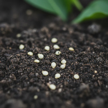 Sweet Pepper Tangerine Dream Vegetable Seeds for Planting