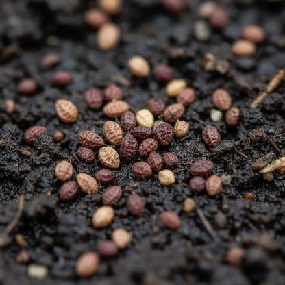 Mesclun Lettuce Seeds for Planting – Mixed Leaf