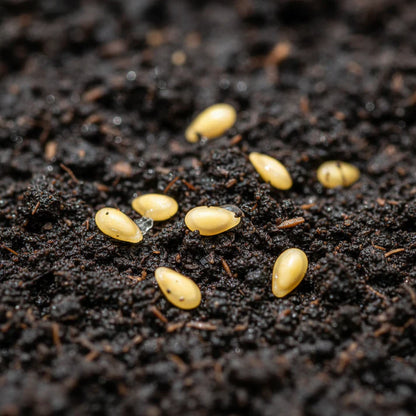 Banana Legs Juicy Yellow Tomato Seeds – Heirloom Tomato for Planting
