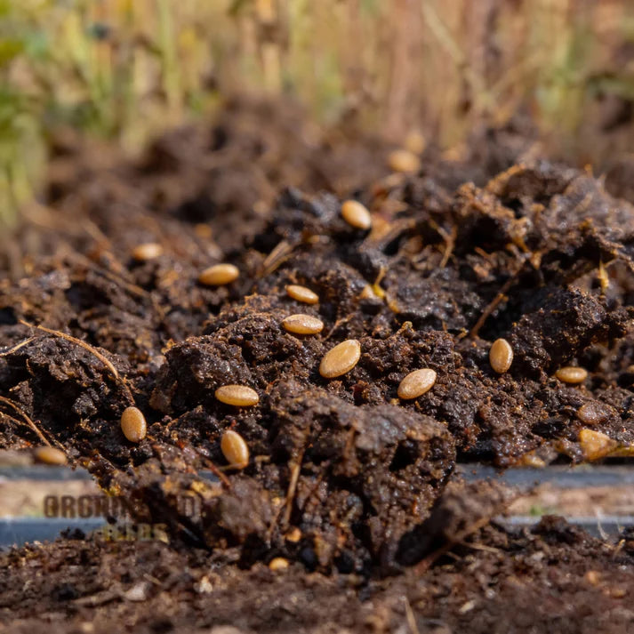 Glaskins Perpetual Rhubarb Seeds