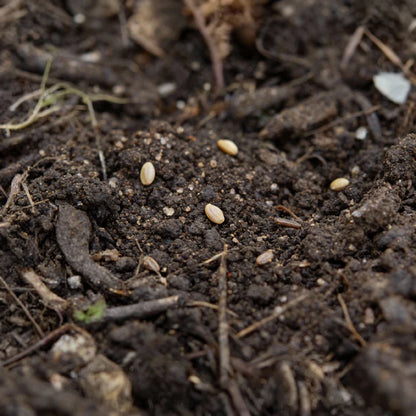 Golden Beet Root Seeds for Home Garden Planting