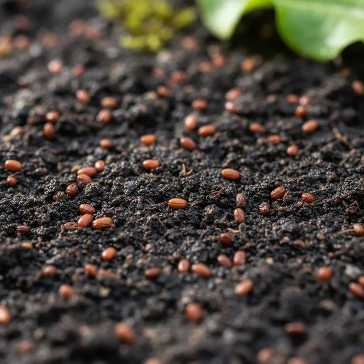 Butterhead White Lettuce Seeds for Home Garden