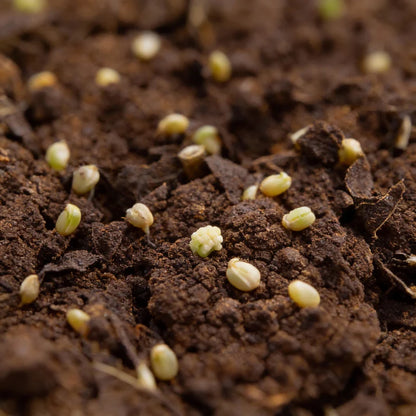 Green Cauliflower Seeds for Home Garden