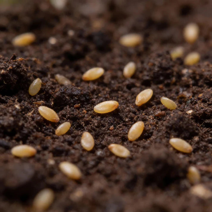 Tomato Honeycomb Vegetable Seeds for Planting