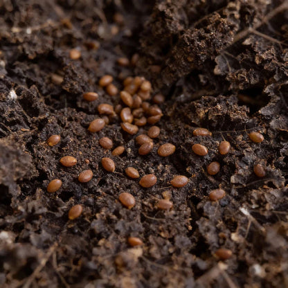 Dwarf Blue Curled Kale Seeds for Planting