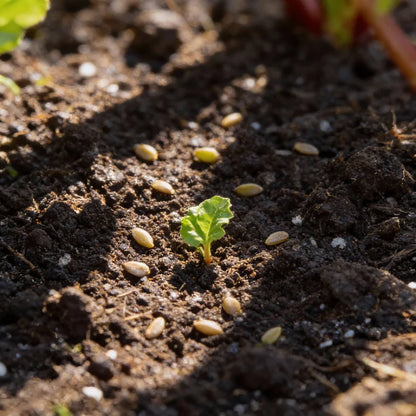 Rhubarb Victoria Seeds for Home Garden