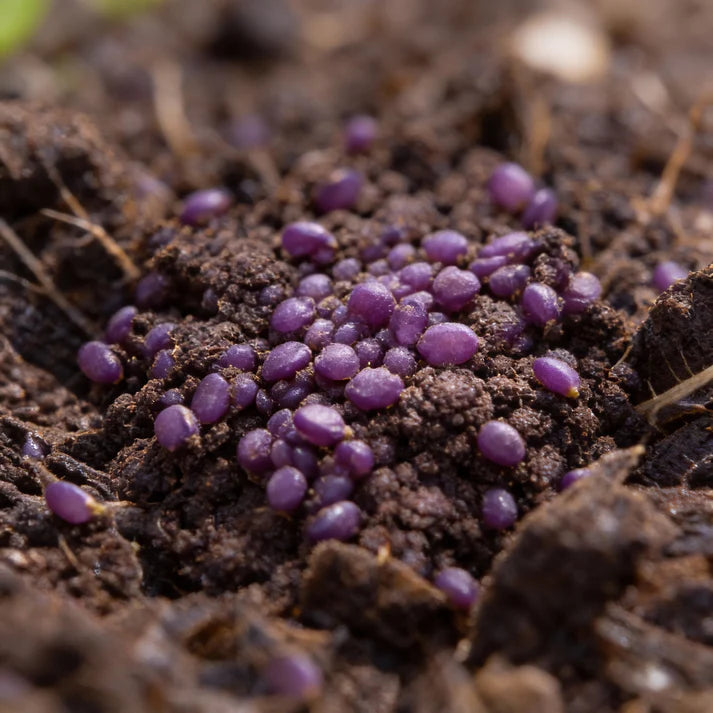 Purple Cauliflower Seeds for Home Garden