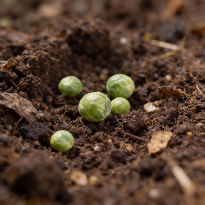 Brussels Sprout Brest F1 Hybrid Vegetable Seeds for Home Garden