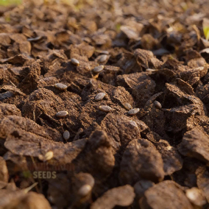 Tasty Mustard Mix Seeds for Home Garden