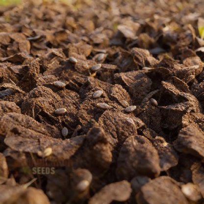 Tasty Mustard Mix Seeds for Home Garden