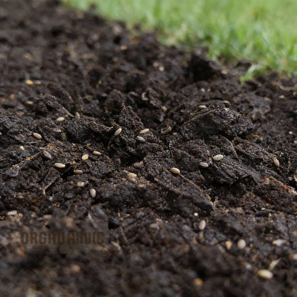 Sorrel Seeds for Home Garden