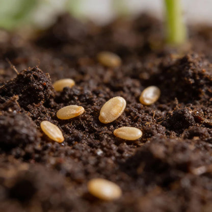 Sugar Gloss Cherry Tomato Seeds for Planting