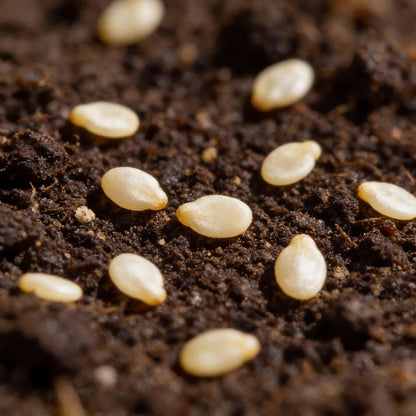 7 Variety Combo Pepper Seeds for Home Garden