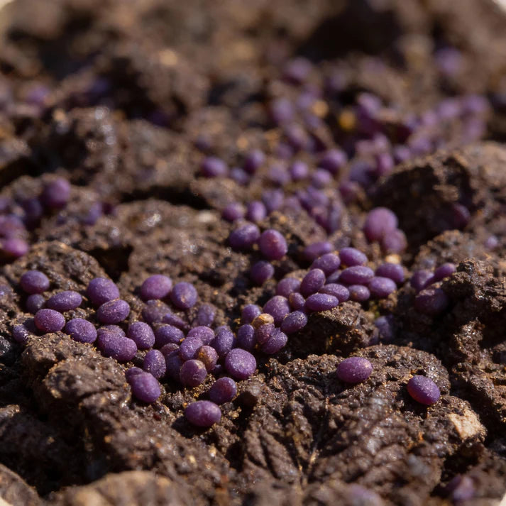 Osaka Purple Mustard Seeds for Home Garden