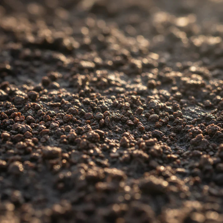 Rocket Wasabi Vegetable Seeds
