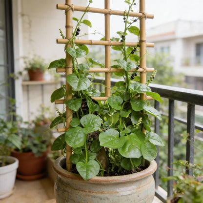Malabar Spinach Basella Alba Seeds for Home Garden