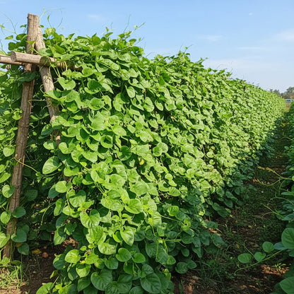 Malabar Spinach Basella Alba Seeds for Home Garden