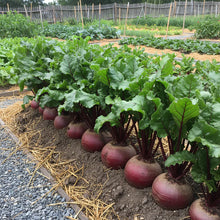 Red Beetroot Seeds for Home Vegetable Gardens