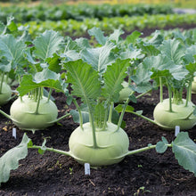 Green Kohlrabi Heirloom Vegetable Seeds
